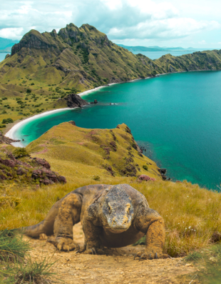 A Komodo dragon walks across an island in the Flores archipelago. | EMBASSY OF THE REPUBLIC OF INDONESIA