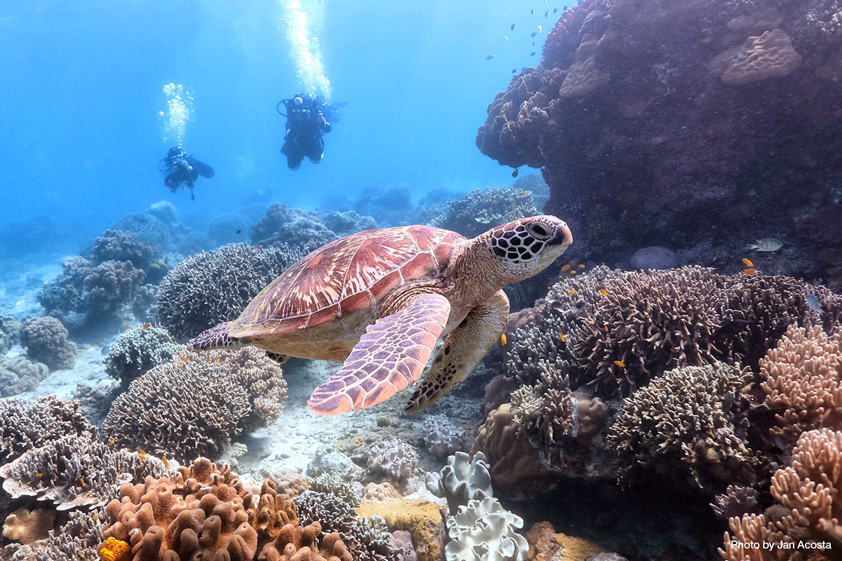 Divers drop in on a sea turtle in the waters off Apo Island. | JAN ACOSTA