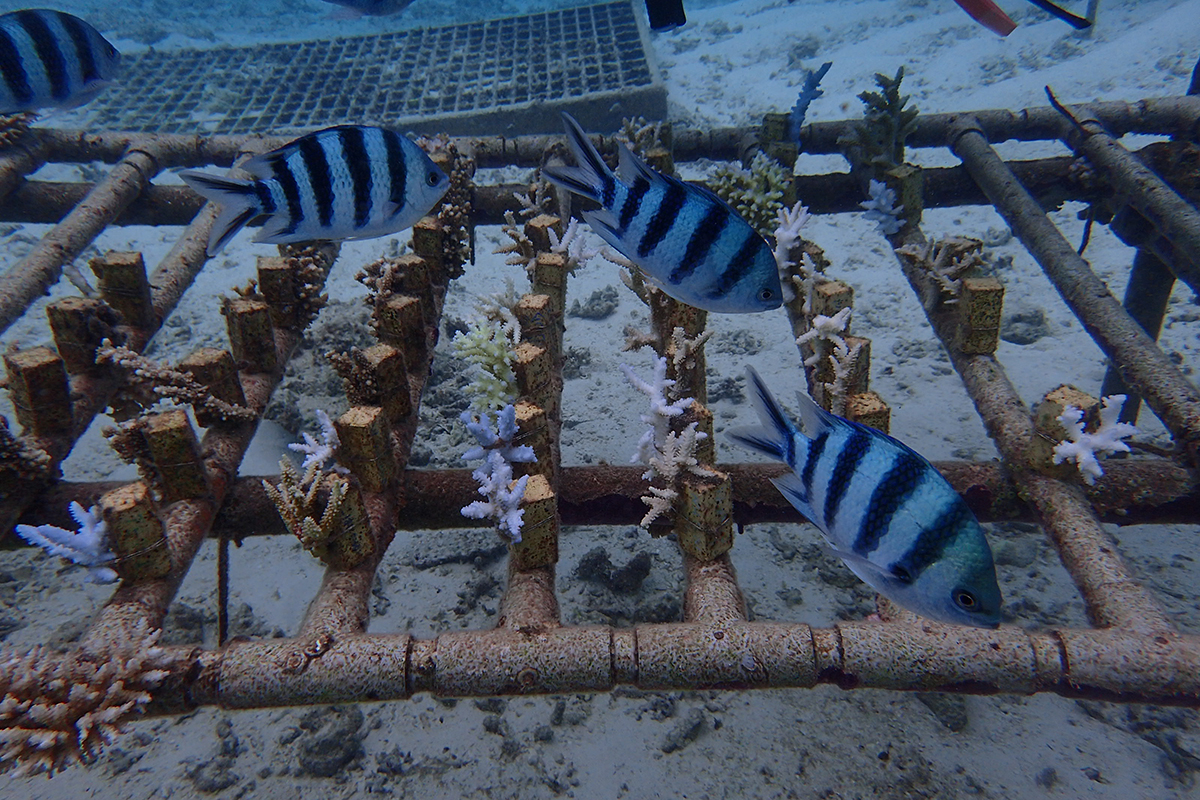 Farmed juvenile coral | MASANORI KOBAYASHI