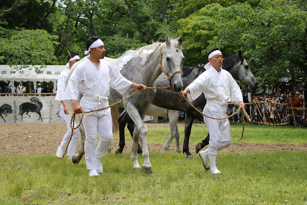 Participants in the wild-horse capture ritual secure their target on May 26 on the grounds of Soma Odaka Shrine. | SOMA NOMAOI GENERAL INCORPORATED ASSOCIATION