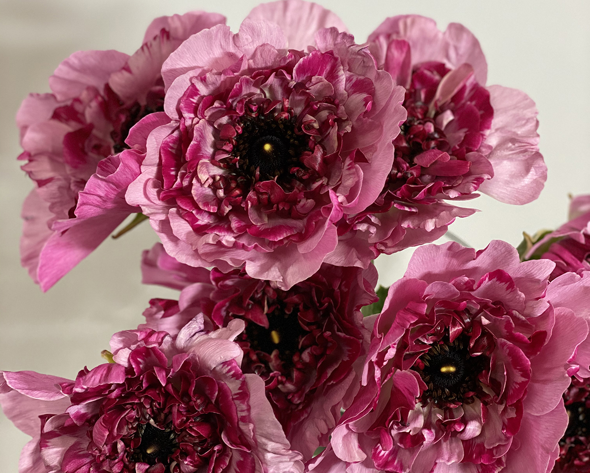 Ranunculus Charlotte in dark pink rose is unique to Japan and sees high demand from overseas markets. | HOKUTO SASAKI