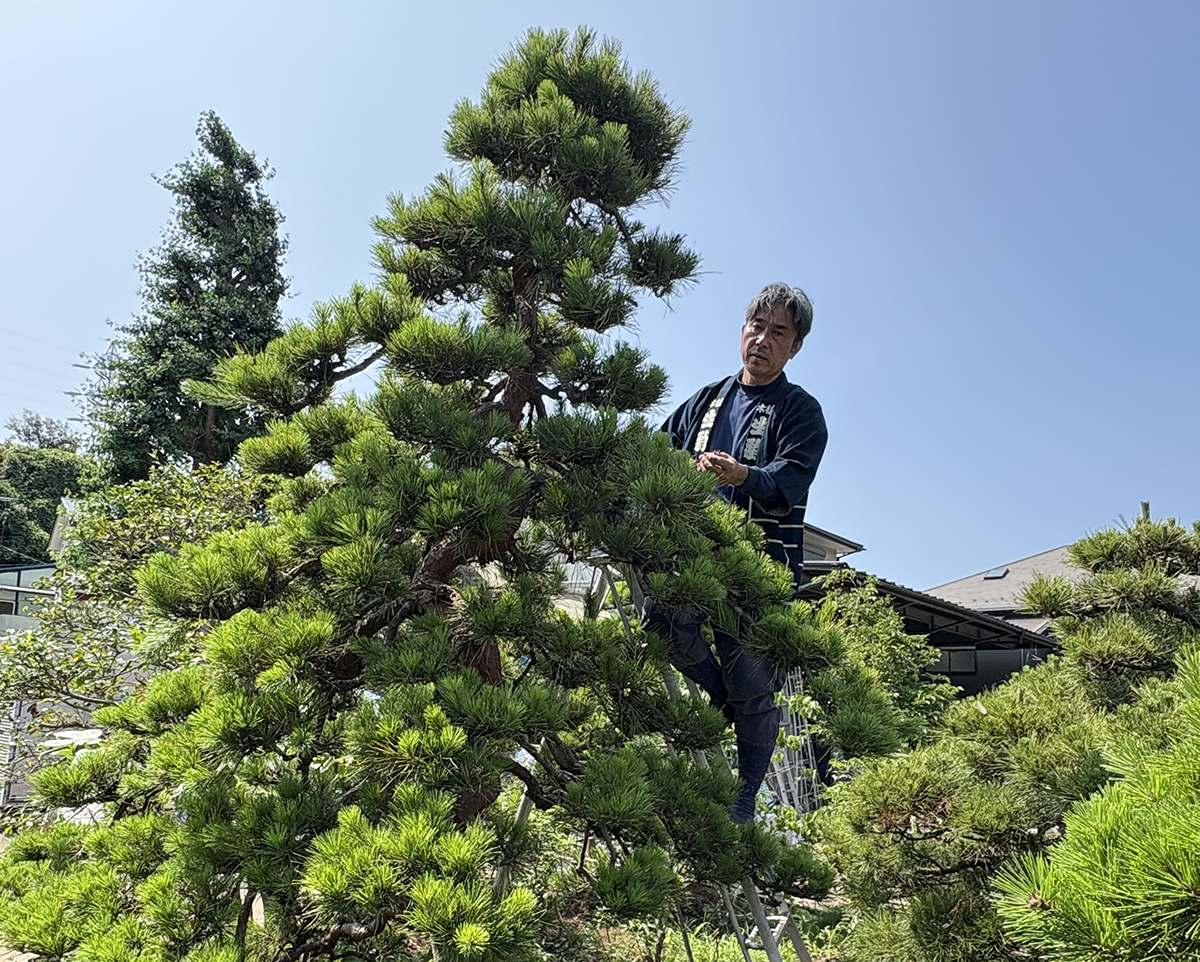 JFPEA Chairman Jun Ikoma prunes a Japanese red pine. | JUN IKOMA