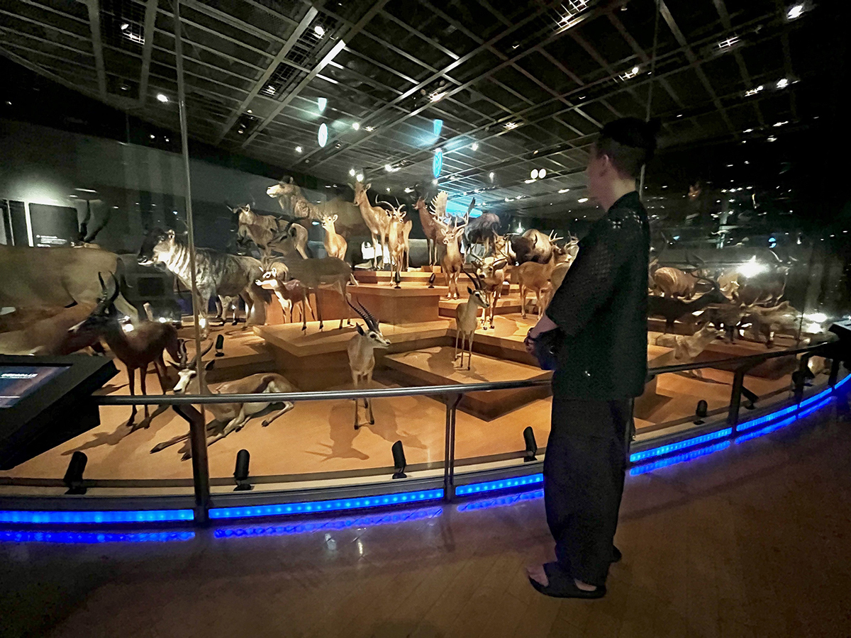 The National Museum of Nature and Science boasts a large collection of animal specimens.