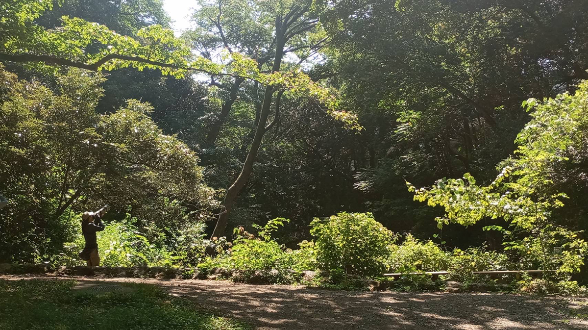 The Institute for Nature Study is a nature preserve in Tokyo’s Minato Ward.